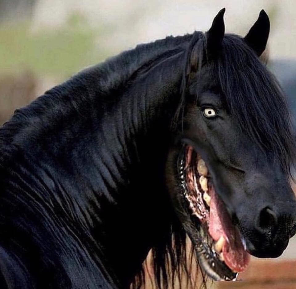 Horse With Dog Mouth